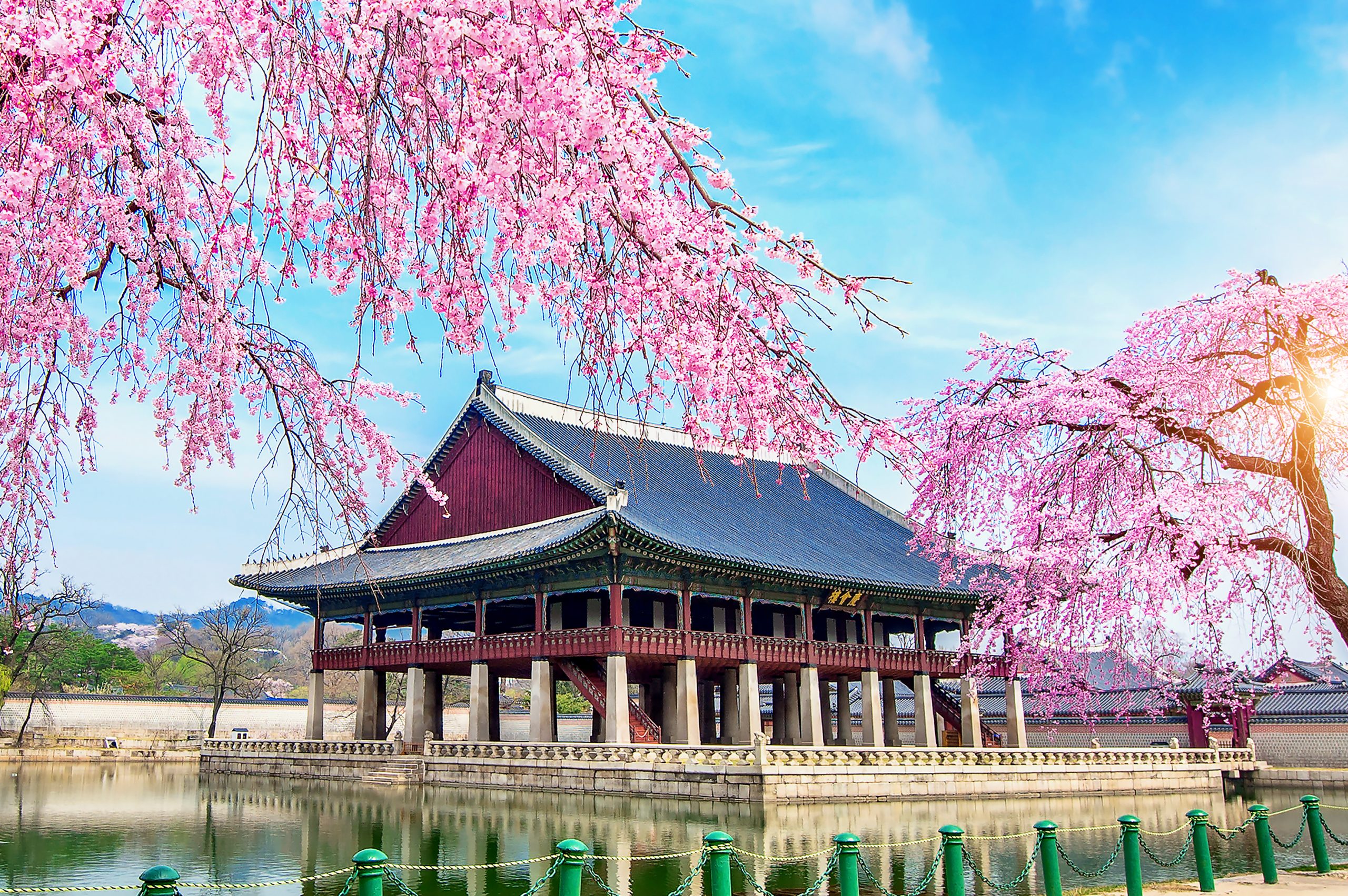 gyeongbokgung palace with cherry blossom spring seoul korea scaled