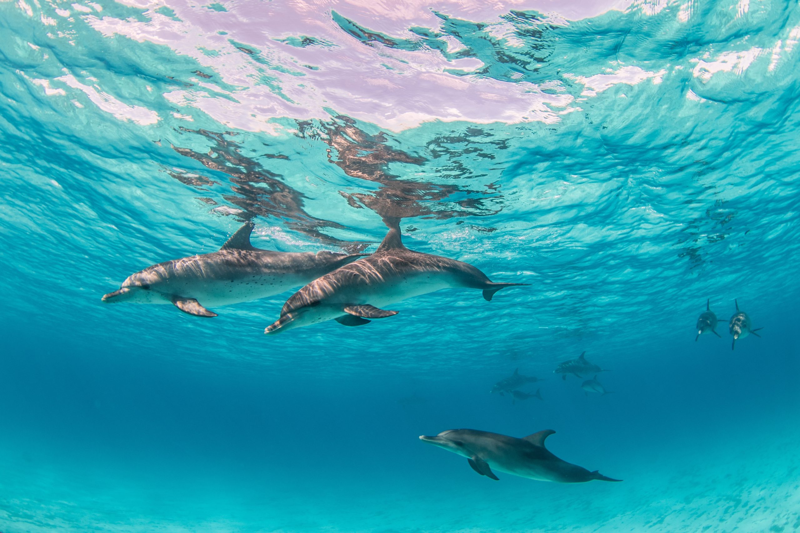 beautiful shot cute dolphins hanging out underwater bimini bahamas scaled